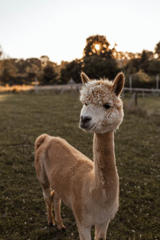 Sesja świąteczna Z ALPAKAMI 