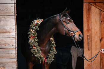 Świąteczna Mini Sesja Jeździecka