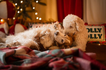 Sesja świąteczna Christmas Feeling dla rodzin z pupilami i dziećmi