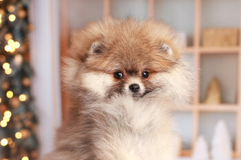 Sesja świąteczna 2025