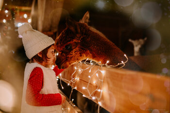 ŚWIĄTECZNA SESJA W SIELSKIEJ STODOLE Z ALPAKAMI