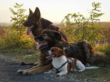 Sesja zdjęciowa z psem/kotem