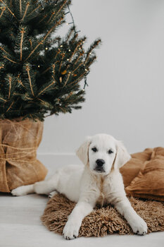 Mini sesja świąteczna