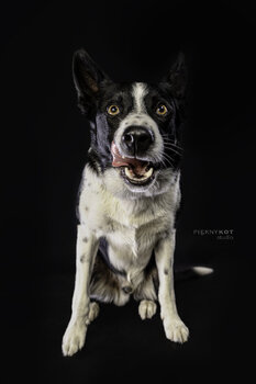 Dla pupila / Z pupilem