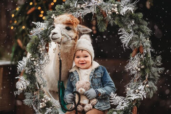 Alpacas Mini Session