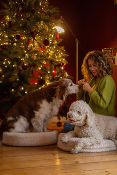Sesja świąteczna Christmas Feeling dla rodzin z pupilami i dziećmi