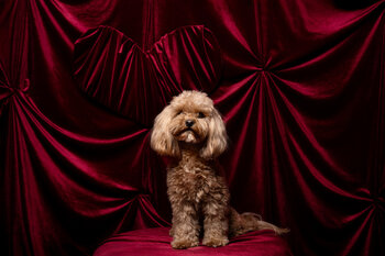 Limitowana sesja Walentynkowa z Twoim psem