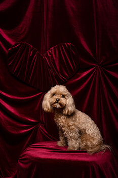 Limitowana sesja Walentynkowa z Twoim psem