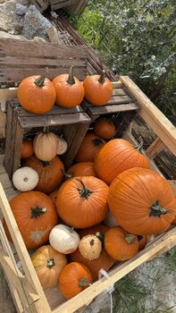 Sesja dyniowa z kozami 🐐🧡🎃
