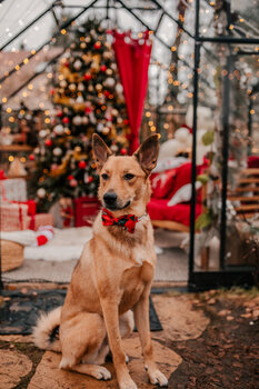 LEGIONOWO - SESJA ŚWIĄTECZNA W SZKLARNI "KRÓLIK" 2025