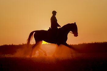 Sesja zdjęciowa z własnym koniem